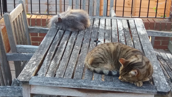 Next door's -thug- cat