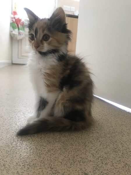 Name my cat !!!