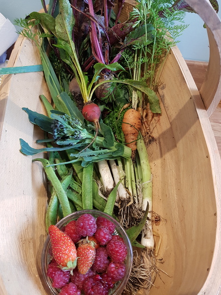 Allotment/Veg Patch Thread 14 ! growing into summer