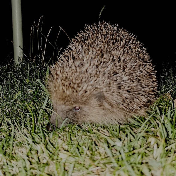 Giant hedgehog living in my garden