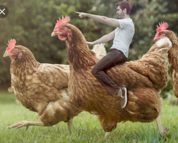 Best hen you’ve been on
