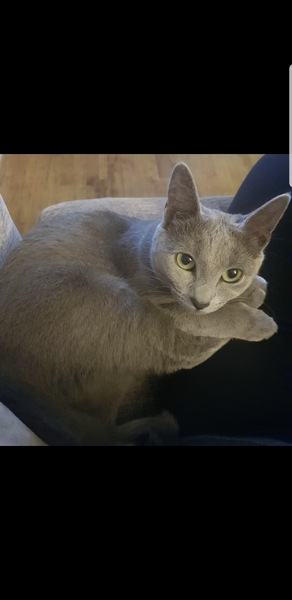 To think my cat nipping me is a sign of affection?