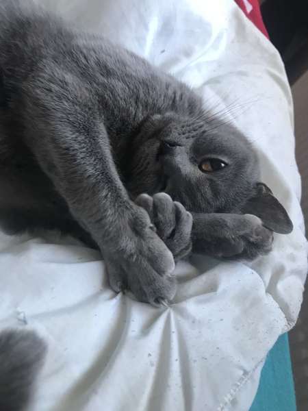 What do your pets call you? (silly)