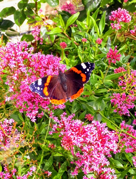 Butterfly pictures