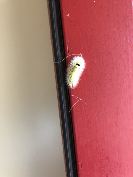 What on earth is this?