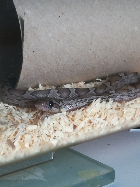 Corn snakes? Good pet?