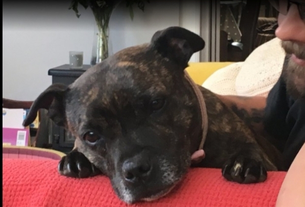 What are your favourite breeds of dog ?
