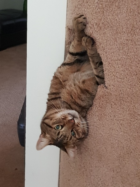 Next door's -thug- cat