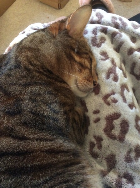 Pilling the cat: 100 easy steps