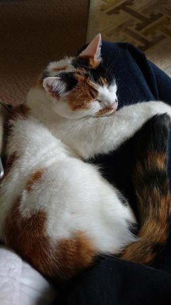 Help! My cat thinks she's a blanket