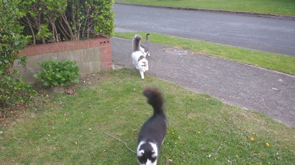 Does anyone take their cat for a walk?