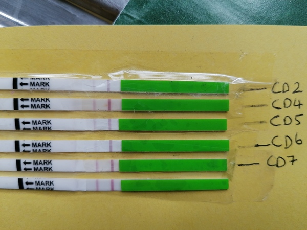 Dark lines on OPK early in cycle