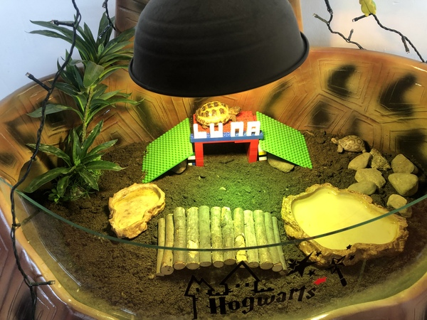 Tell me about your reptiles
