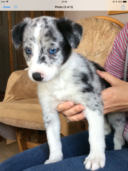 Show me your puppies!