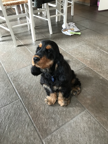 Puppy Support Group 2