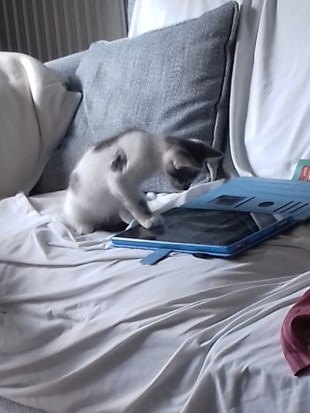 What toys do your kittens love the most?