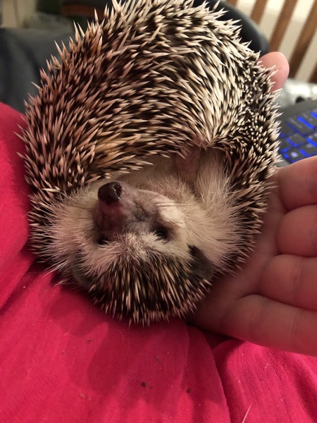 AIBU to ask what little quirk you love about your pet?