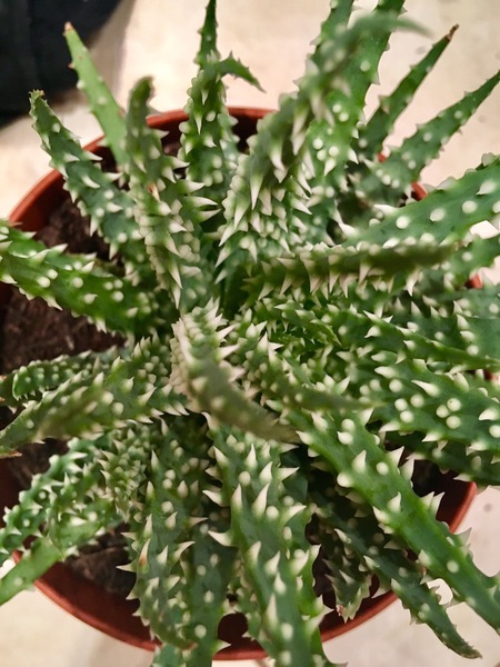 My aloe humilis