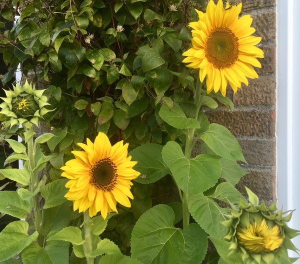 Any Witches Here? Part 9.