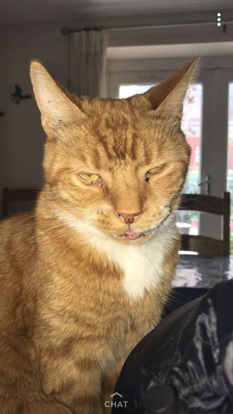 My sister is insulting Cheddar again!