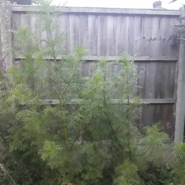 Allotment/Veg Patch Thread 14 ! growing into summer