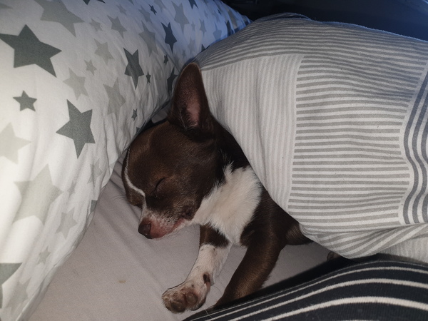 If pets were on 'Am I being unreasonable?'
