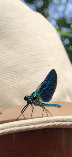What is this bug please? With cute bug pics!