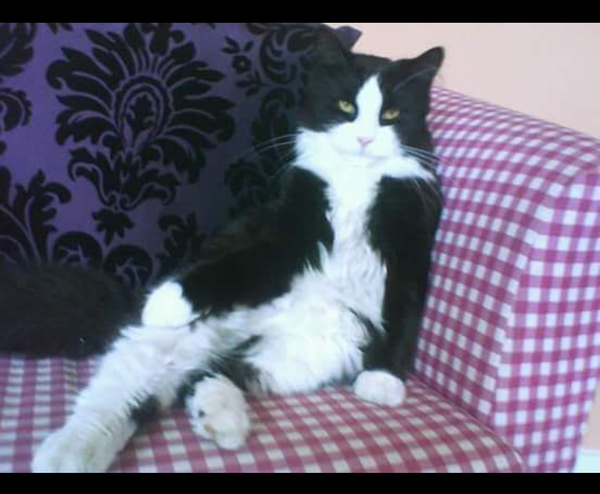 Does my cat look like Prince?