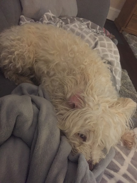 to think owning a dog is selfish?