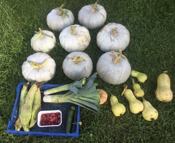 Allotment/Veg Patch Thread 14 ! growing into summer