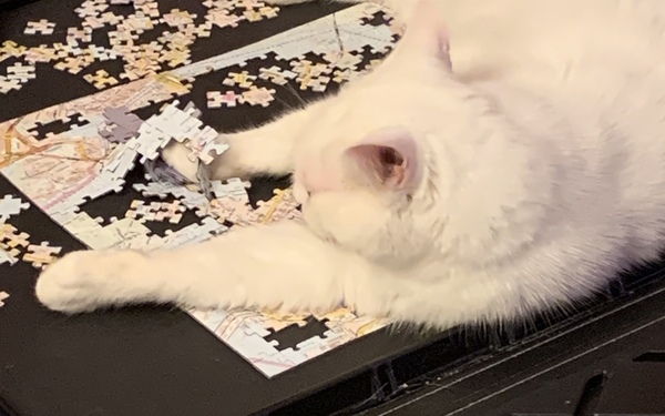My foster cat is the cleverest