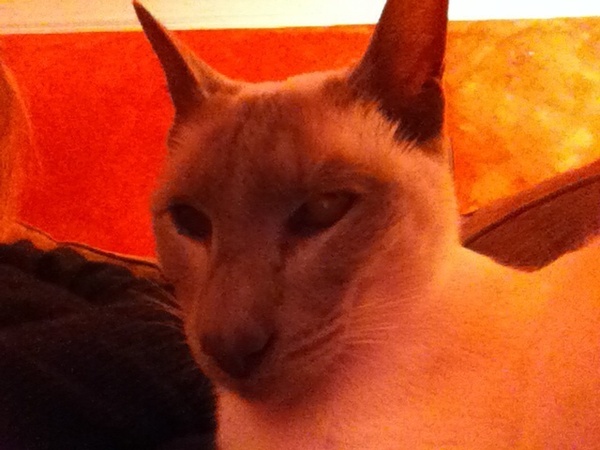 Westminstenders: Skullduggery Fatigue