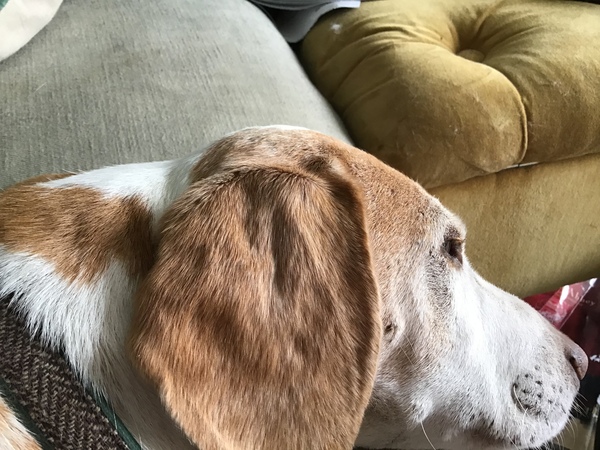 Westministenders: Boris Johnson Broke The Law