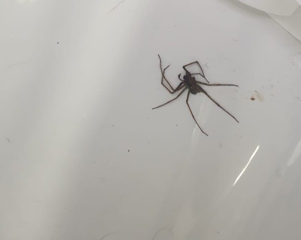 To think I'm going to be scarred for life (spider related)