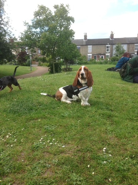 Advice on choosing and buying first dog