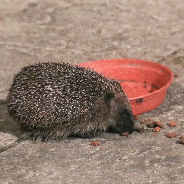 Giant hedgehog living in my garden
