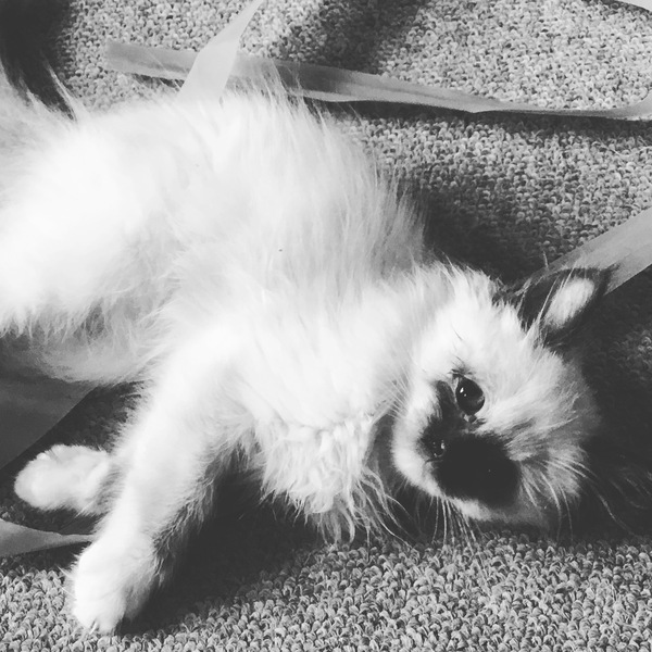 Cleaning the litter tray