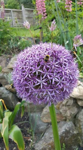 A (probably stupid) allium question