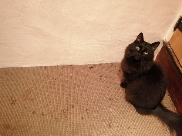 If pets were on 'Am I being unreasonable?'