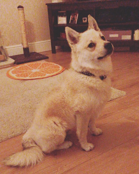 Pomsky! Advice appreciated.