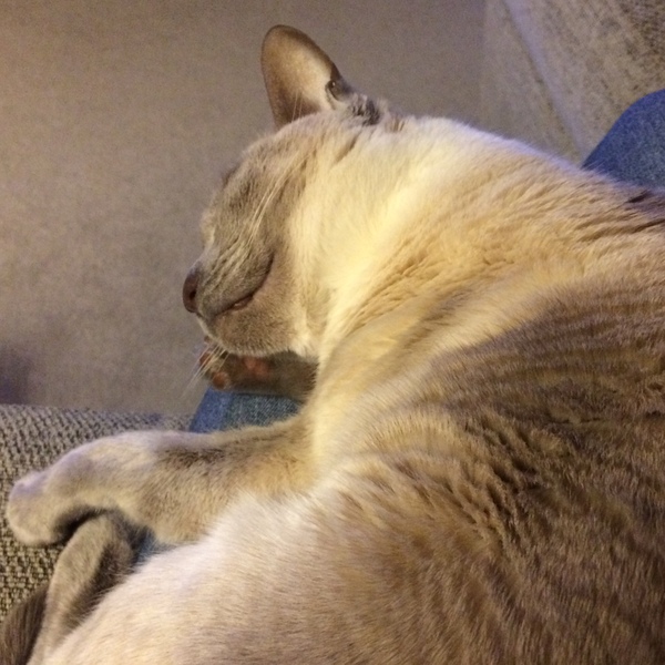 Westminstenders: "I don't give a flying flamingo"