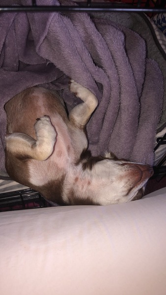 AIBU to ask what little quirk you love about your pet?
