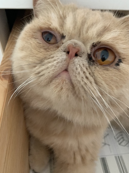 anyone any experience of corneal sequestra in a cat ?