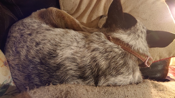 What do your pets call you? (silly)