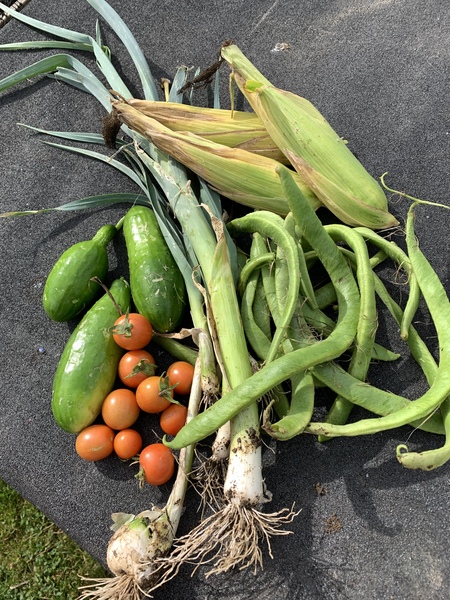 Allotment/Veg Patch Thread 14 ! growing into summer
