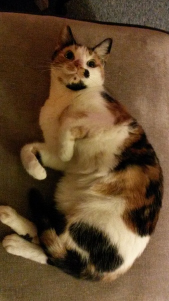 Pilling the cat: 100 easy steps