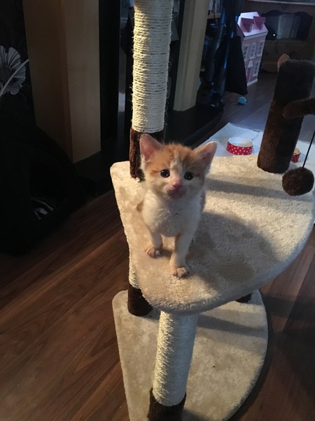 To ask about my new kitten