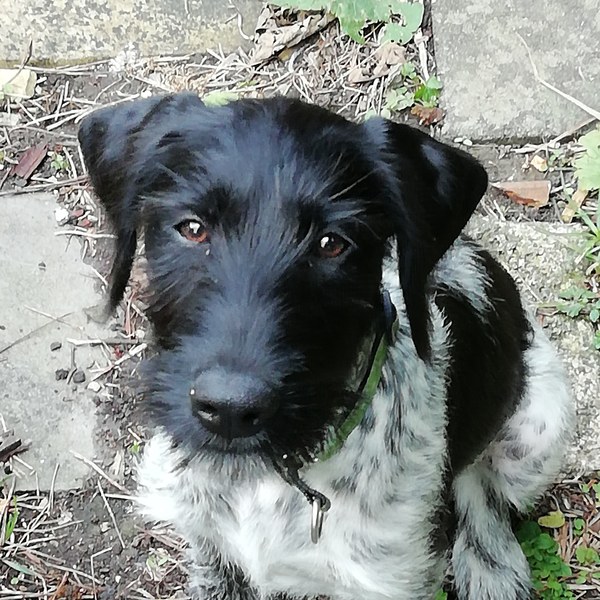 Show me your puppies!