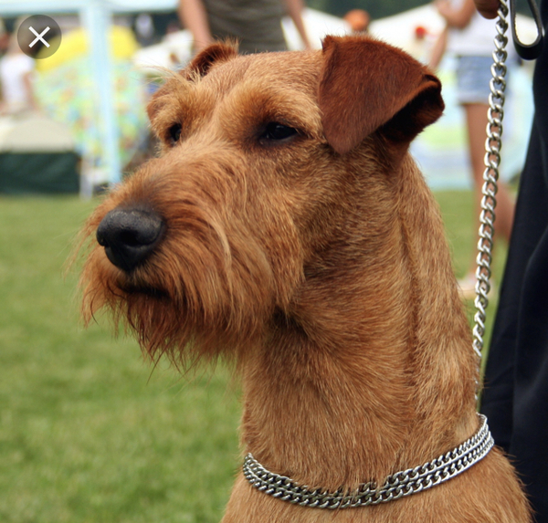 What are your favourite breeds of dog ?