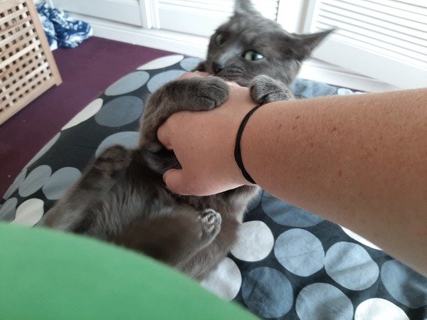 To think my cat nipping me is a sign of affection?